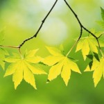 Expérience pour enfant : pour découvrir les couleurs cachées des feuilles